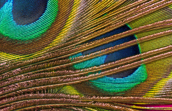 Close-up photo of colorful peacock feathers